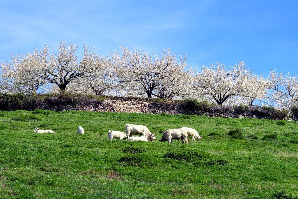 Finca El Carpintero Jerte Kültér fotó